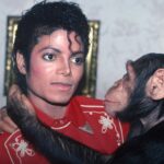 Bubbles, chimpanzé de Michael Jackson, vive em santuário e recebe “mesada” milionária até hoje