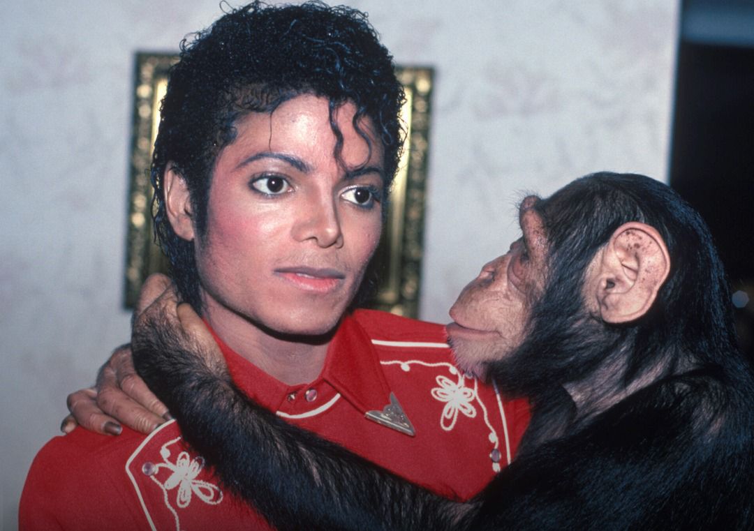 Bubbles, chimpanzé de Michael Jackson, vive em santuário e recebe “mesada” milionária até hoje