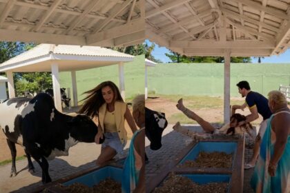 Boi reage a show de Patixa Teló e derruba Nicole Bahls em bebedouro